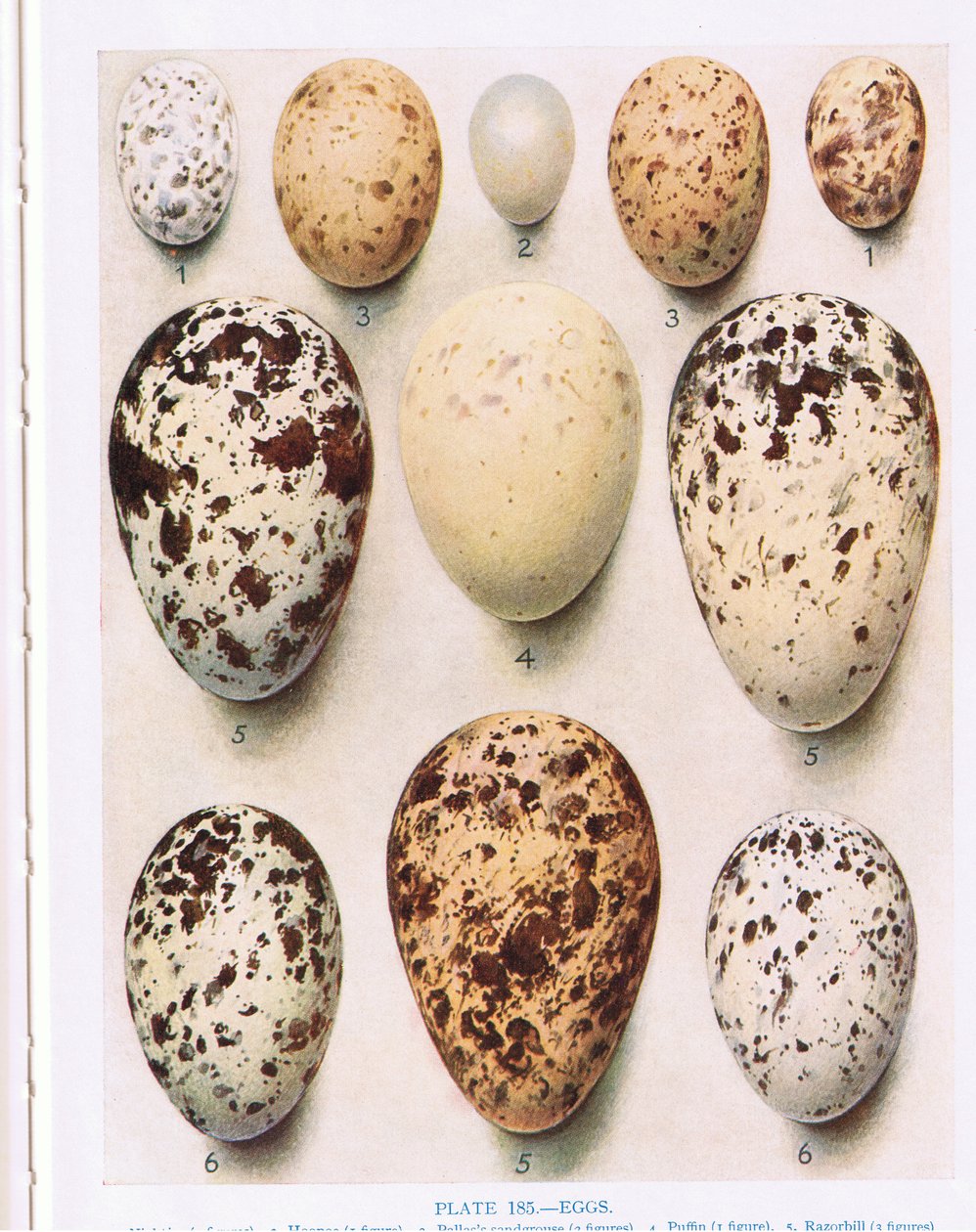 Ägg:gök:etc, illustration från "British Birds" av Kirkman und Jourdain, 1966 av Hendrik Gronvold