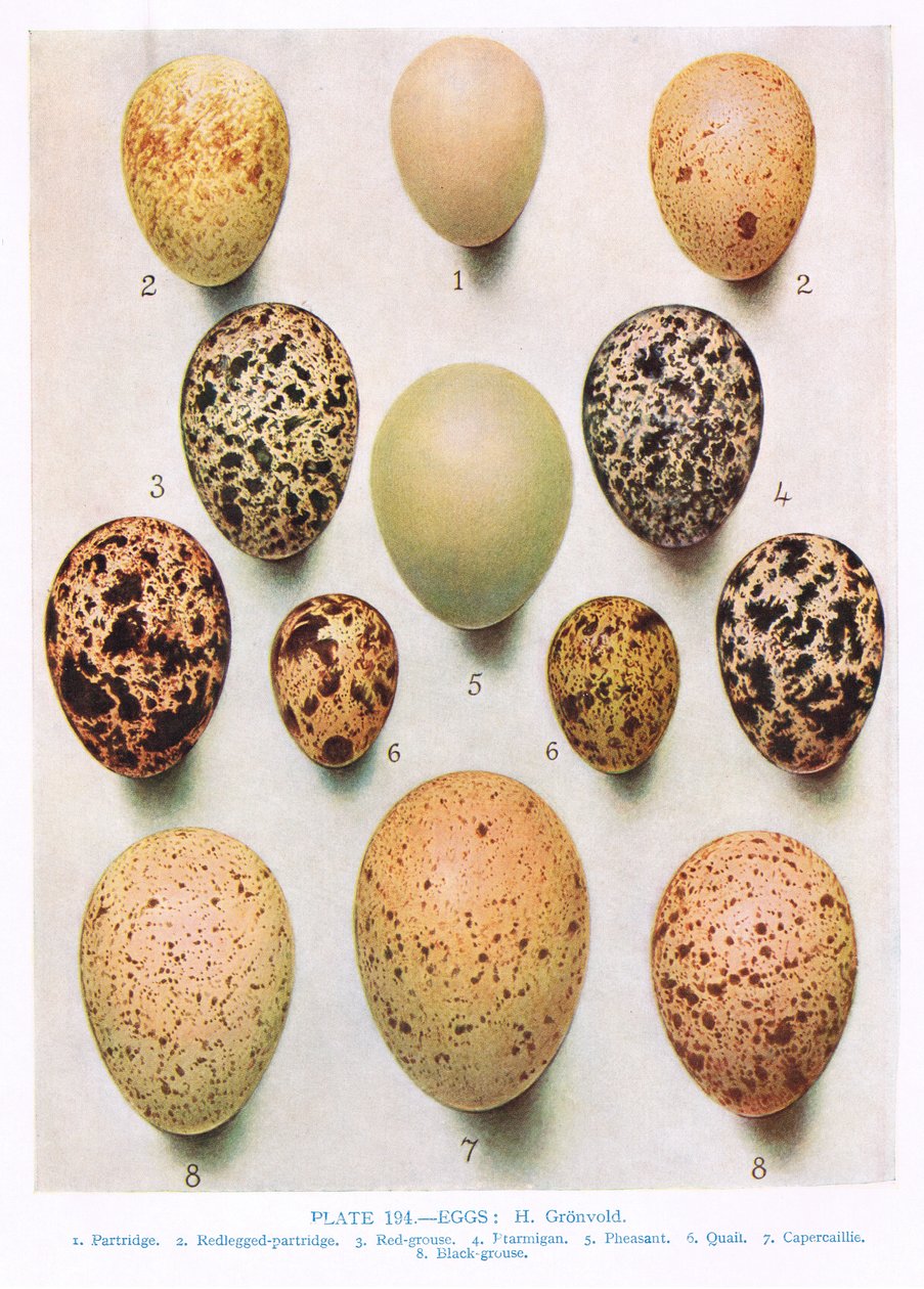 Ägg: Curlew: Great Bustard:etc, illustration från 