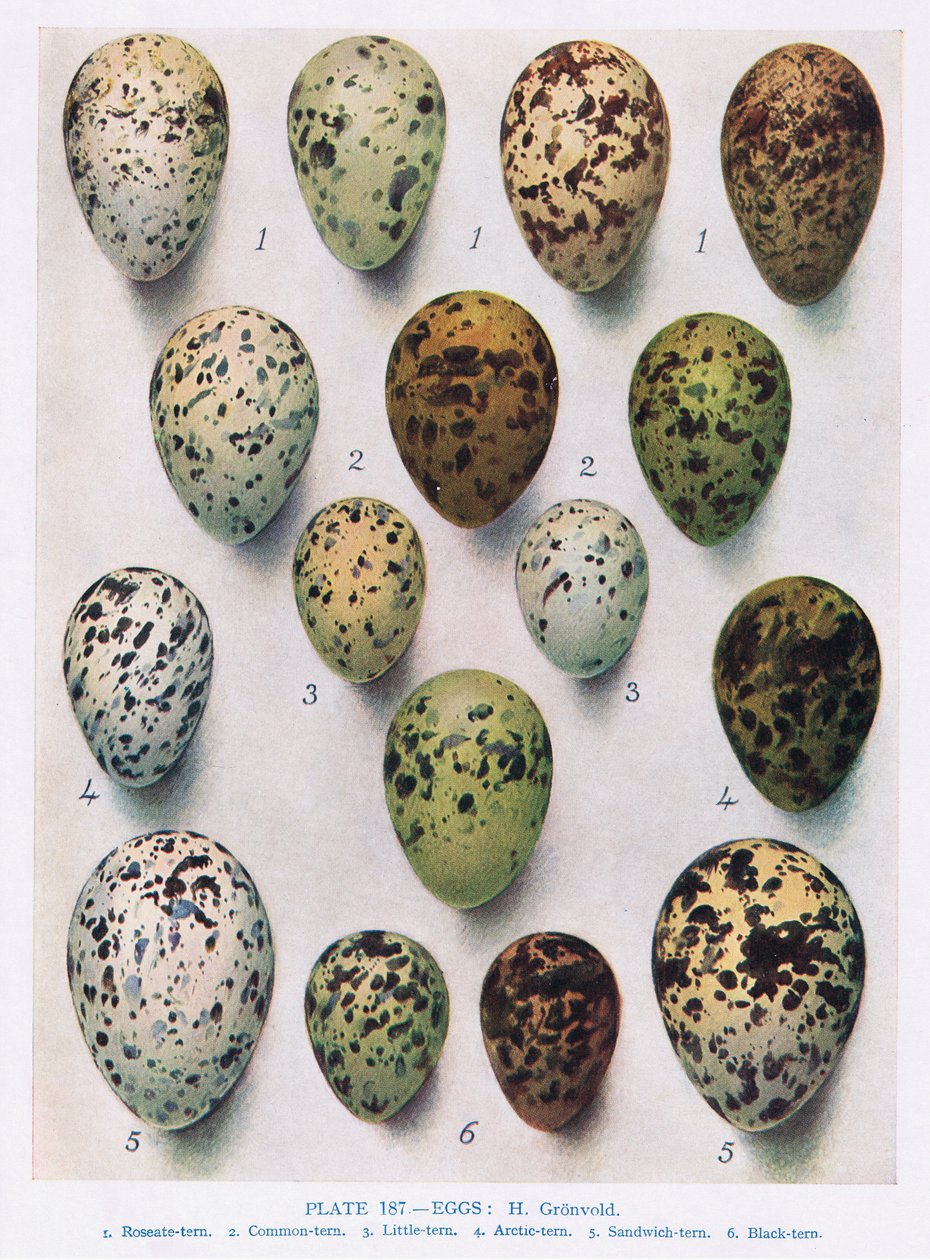 Ägg:Guillemot:etc, illustration från "British Birds" av Kirkman und Jourdain, 1966 av Hendrik Gronvold