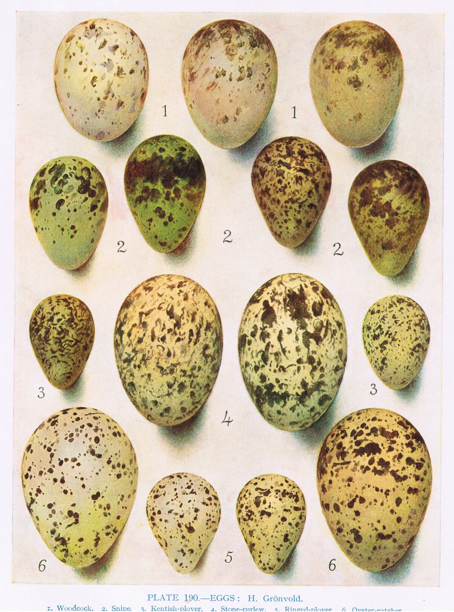 Ägg: Kittiwake: Stor svartryggig mås:etc, illustration från 