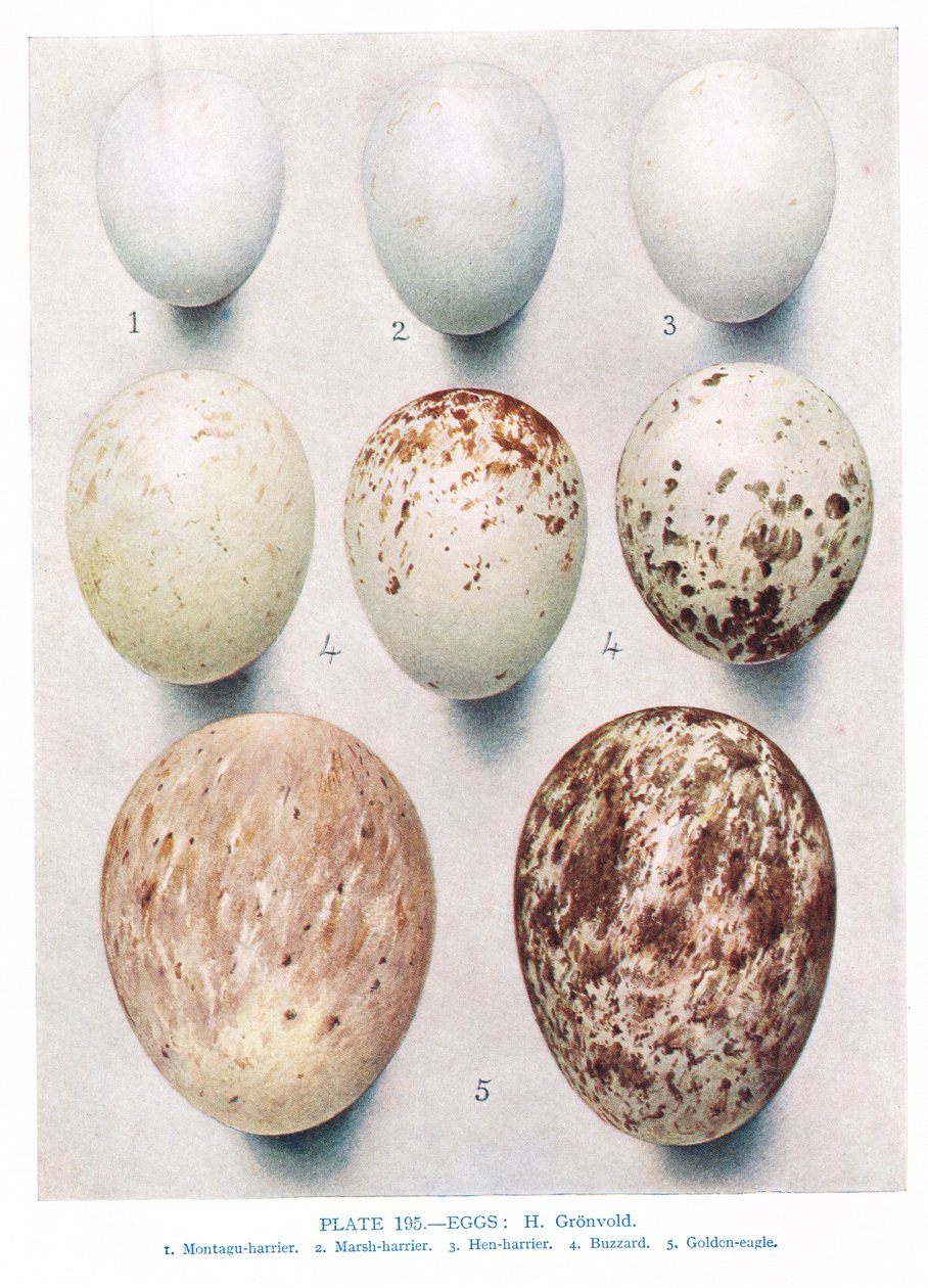Ägg:Partridge:Red Legged Partridge:etc, illustration från 