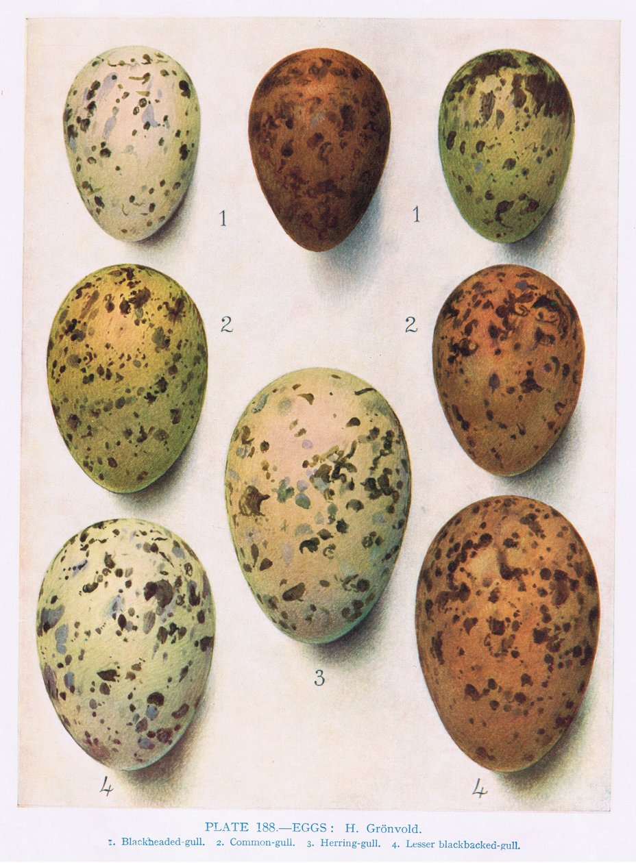Ägg: Rosentärna: Vanlig tärna:etc, illustration från 