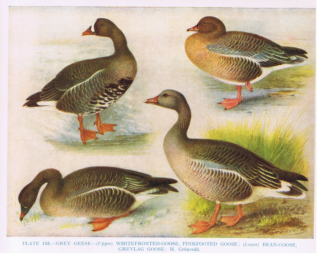 GreyWhitefrontedPink FootedBeanGrey Lag, illustration från "British Birds" av Kirkman und Jourdain, 1966 av Hendrik Gronvold
