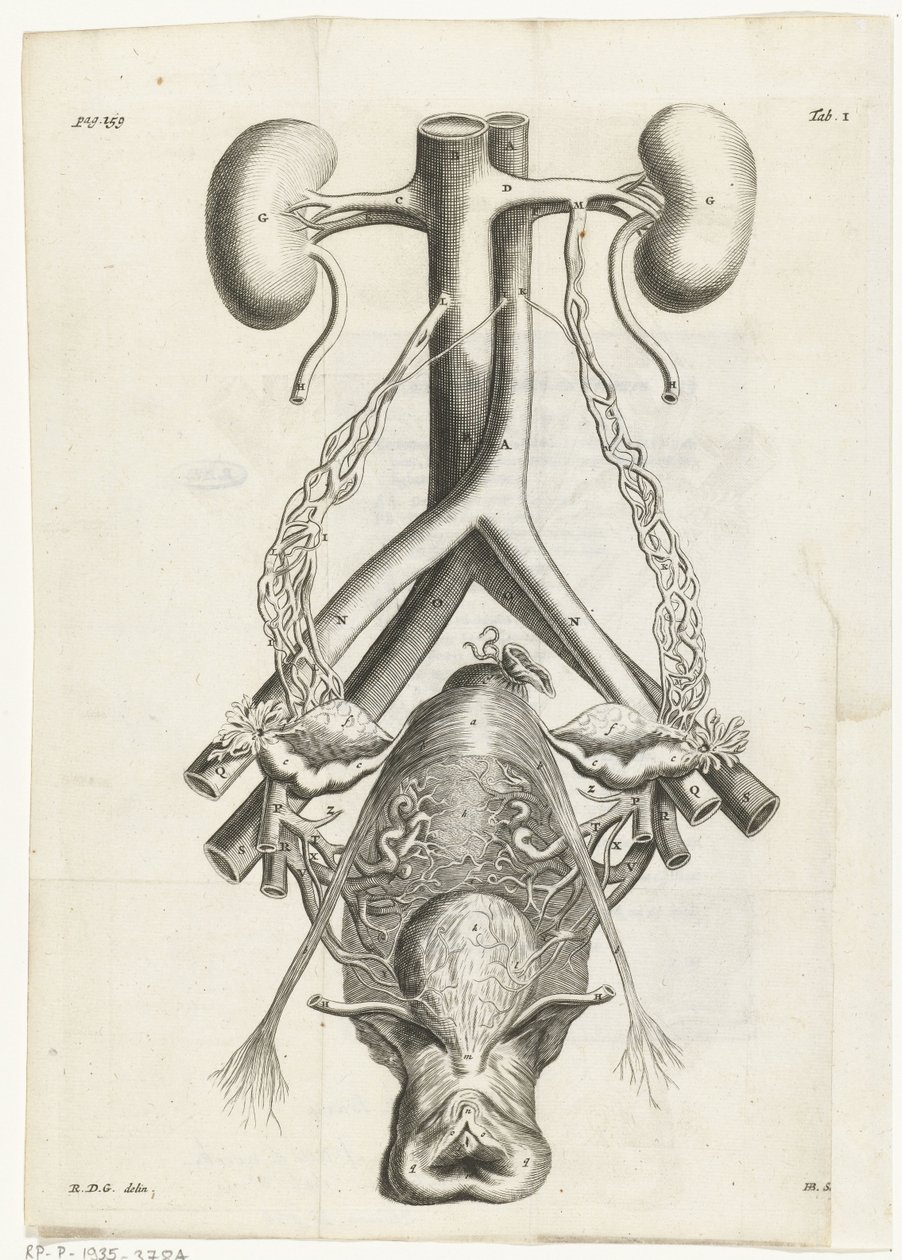 Anatomisk bild av de kvinnliga könsorganen och njurarna Bokillustration för: Reinier de Graaf, Alle de wercken, Amsterdam, 1686 av Hendrik Bary
