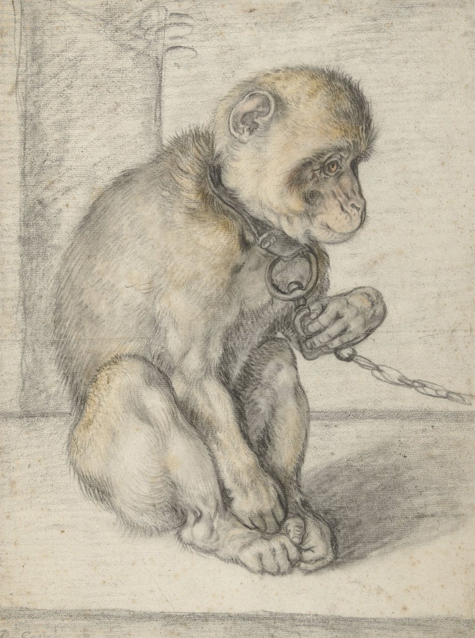 En sittande apa på en kedja, 1592-1602 (svart, ockra och röda krita) av Hendrik Goltzius