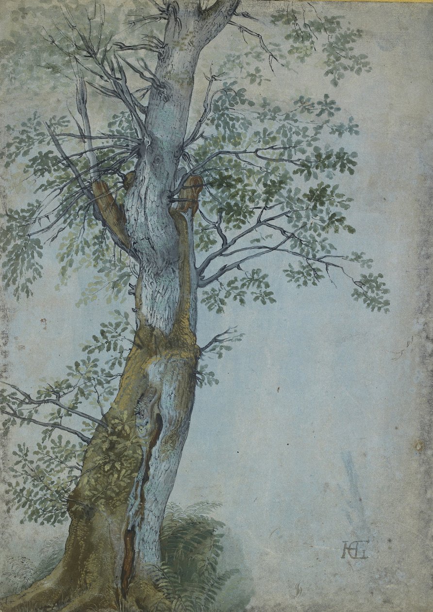 Study of a Tree, 1597-99 (penna i mörkbrunt bläck, pensel i wc & kroppsfärg, förhöjd med vitt på blått papper) av Hendrik Goltzius