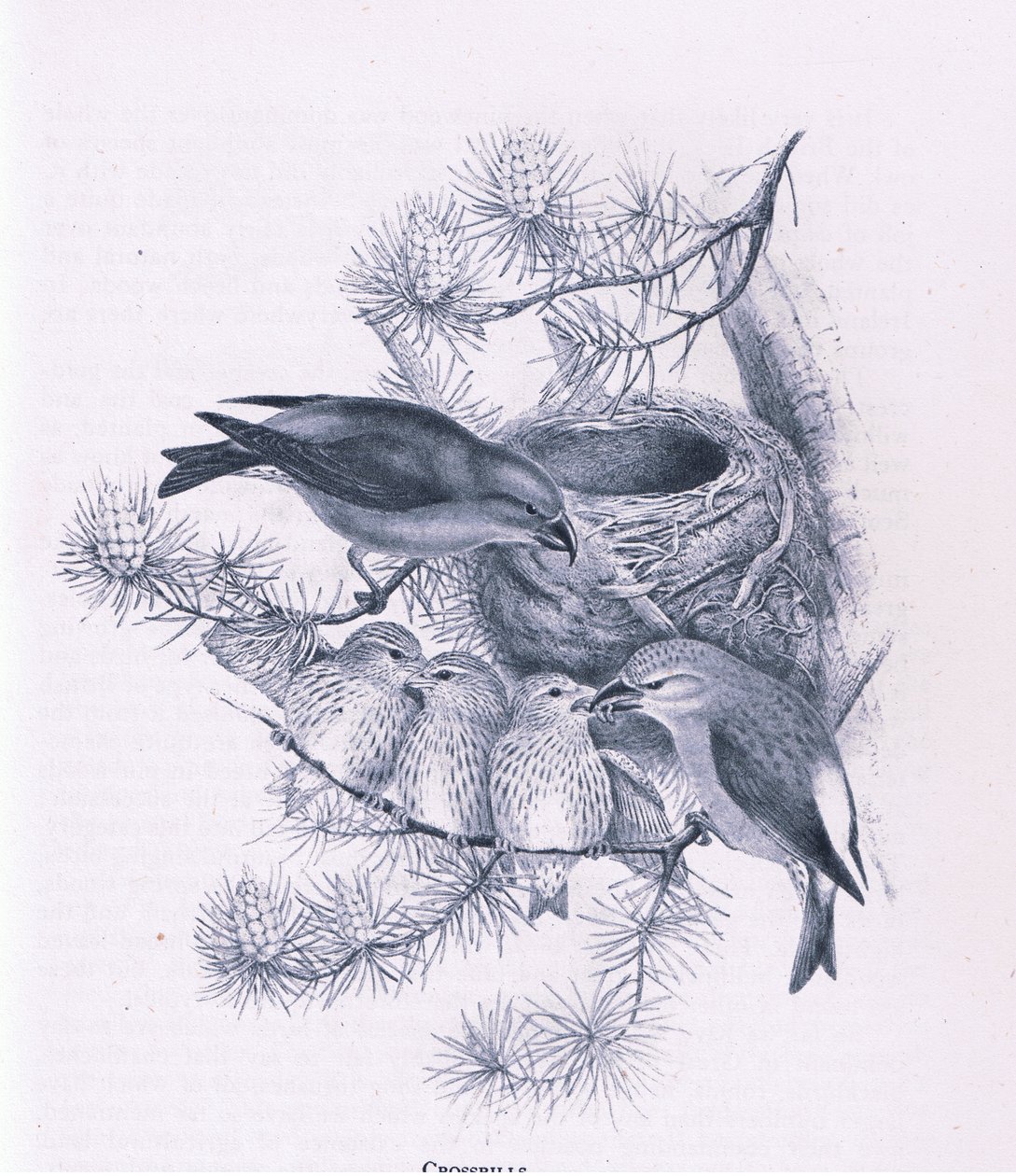 Crossbills, Nature in Britain publicerad av Collins, 1946 av Hendrik Gronvold