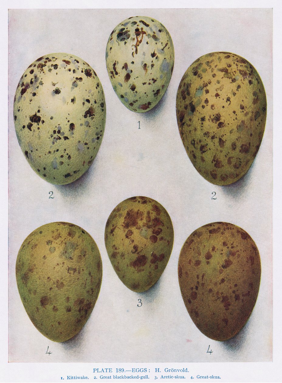 Ägg:Blackheaded Gull:Common Gull:etc, illustration från 