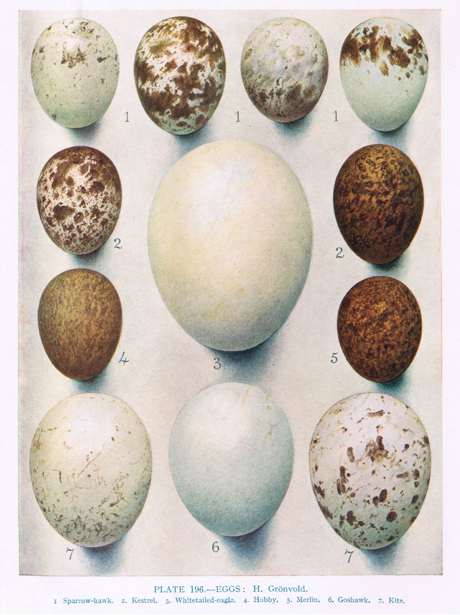 Ägg: Montagu