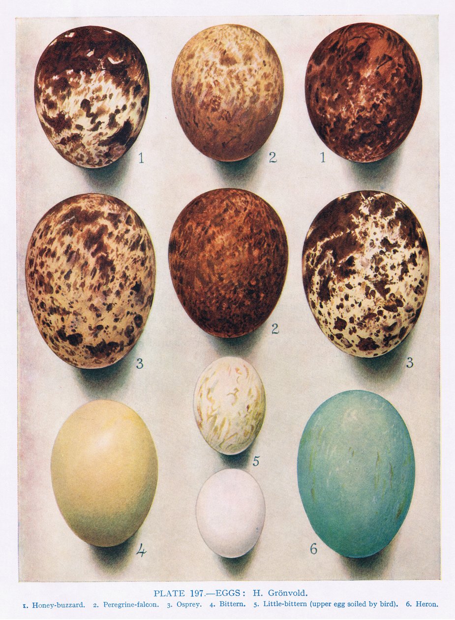 Ägg: Sparrow Hawk: Tornfalk:etc, illustration från 