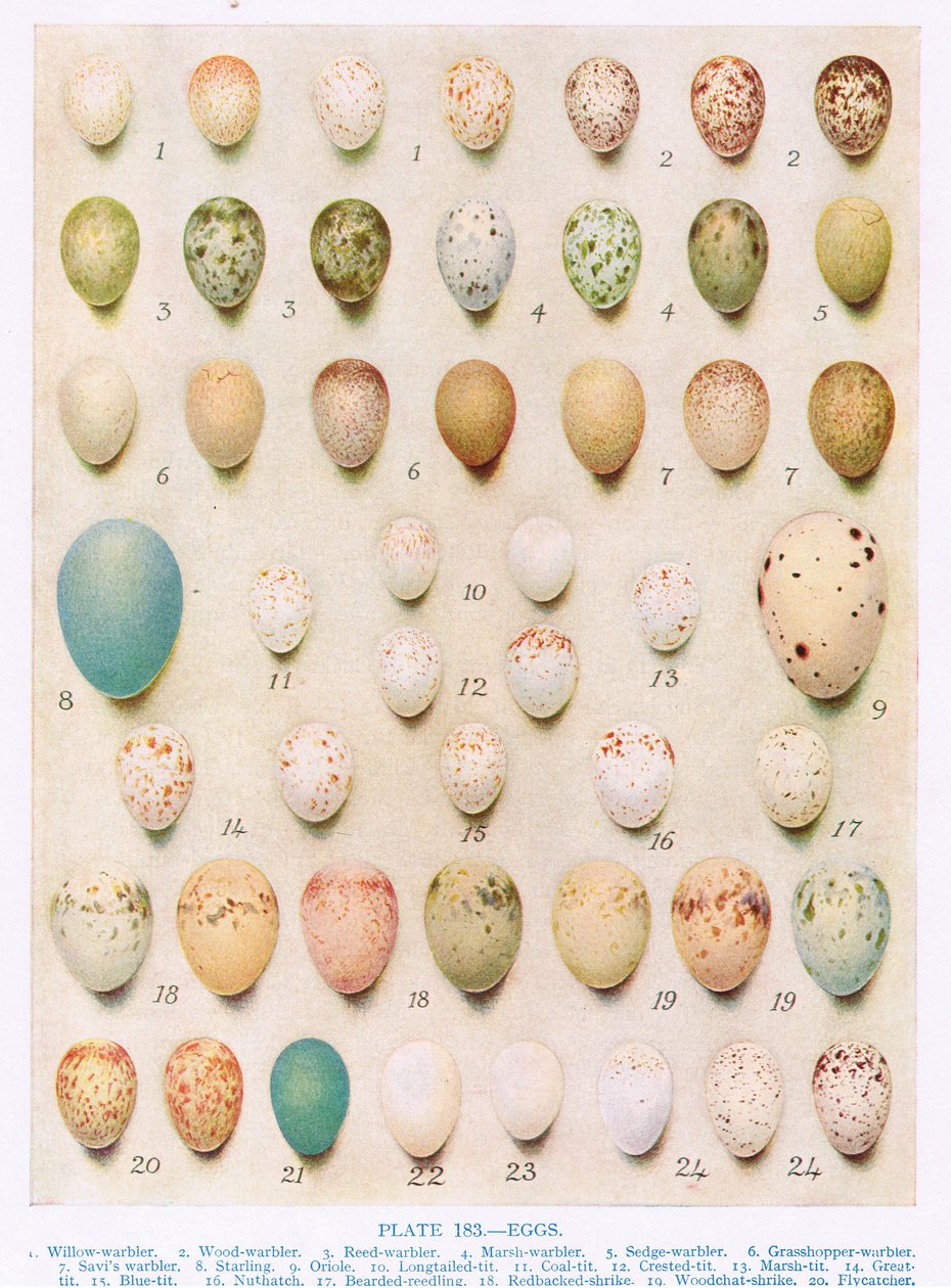 Ägg:Treecreeper:Wren:etc, illustration från 