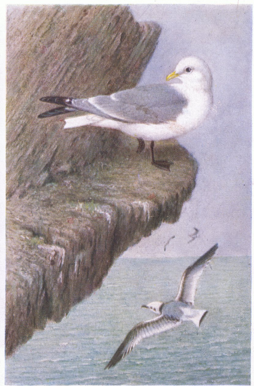 Kittiwake, vykort, 1930-tal av Hendrik Gronvold