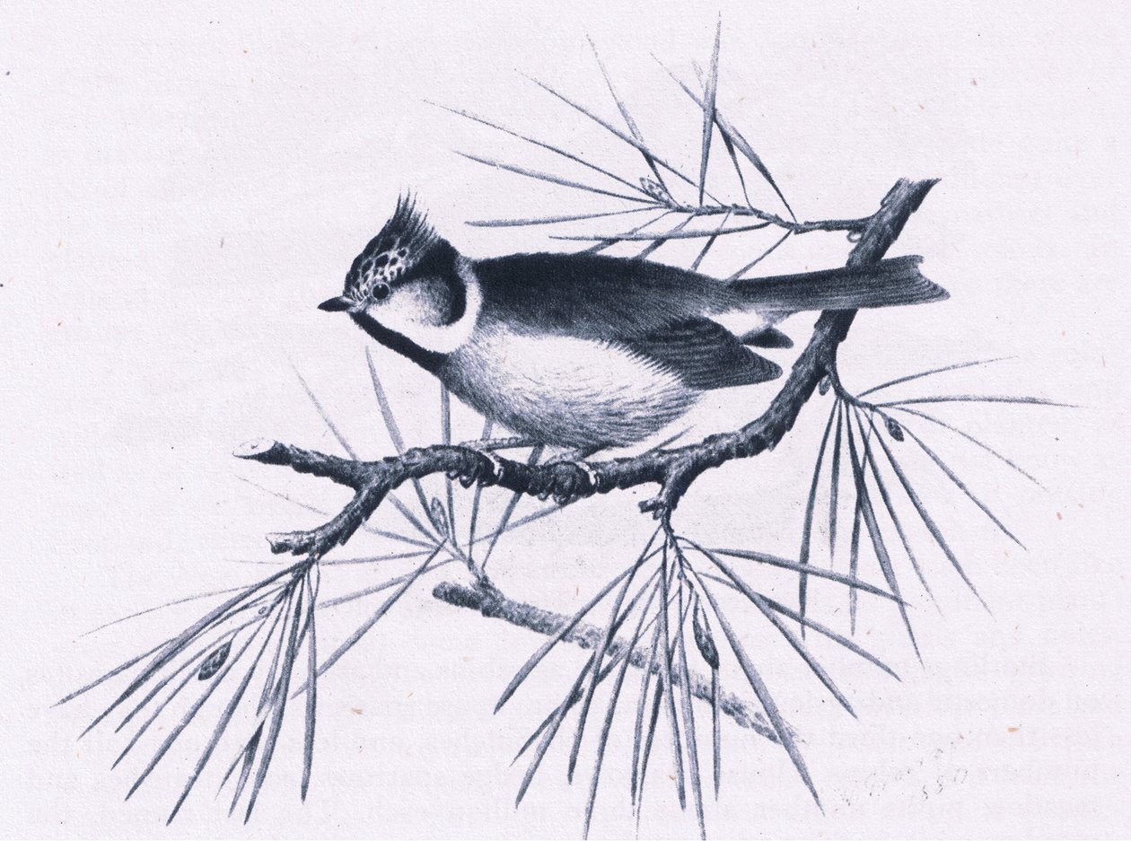 Scottish Crested Tits, Nature in Britain publicerad av Collins, 1946 av Hendrik Gronvold