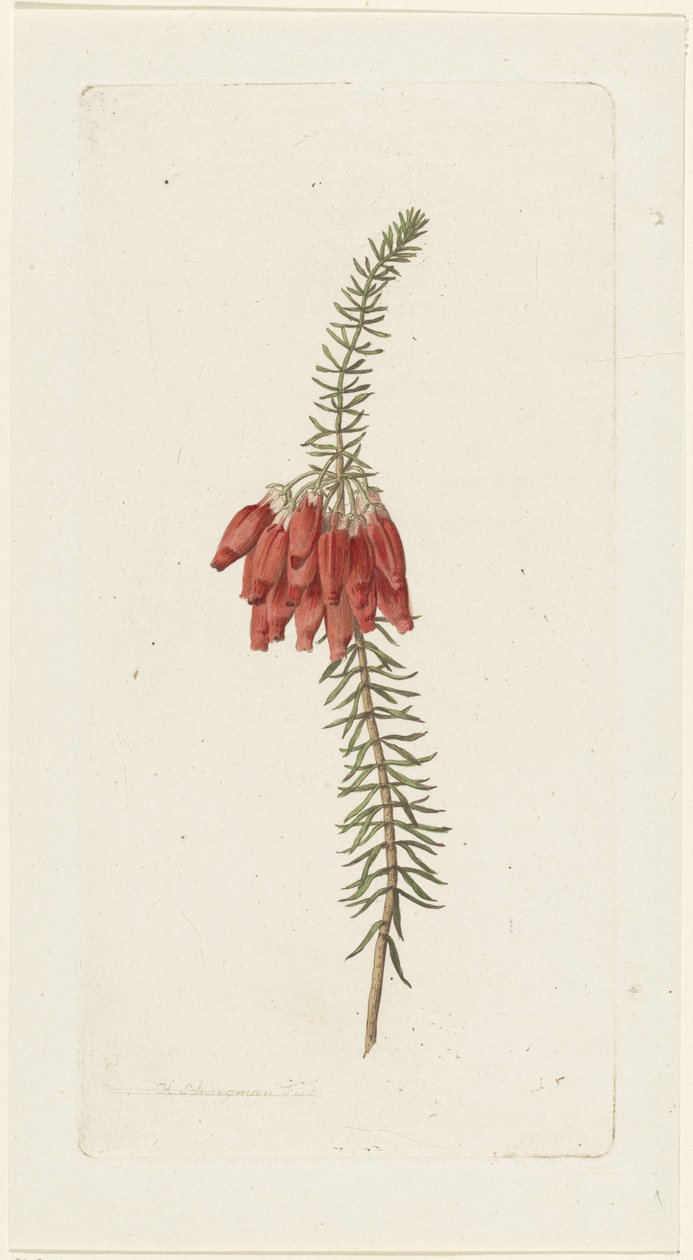 Blommor (Erica Mammosa) av Hendrik Schwegman