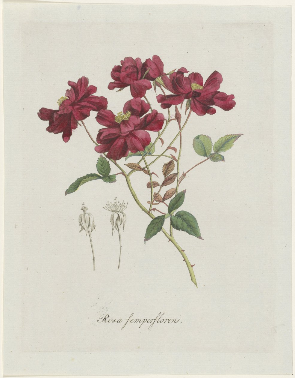 Kinesisk roos (Rosa chinensis Jacq.) Rosa semperflorens (titel på objekt) av Hendrik Schwegman