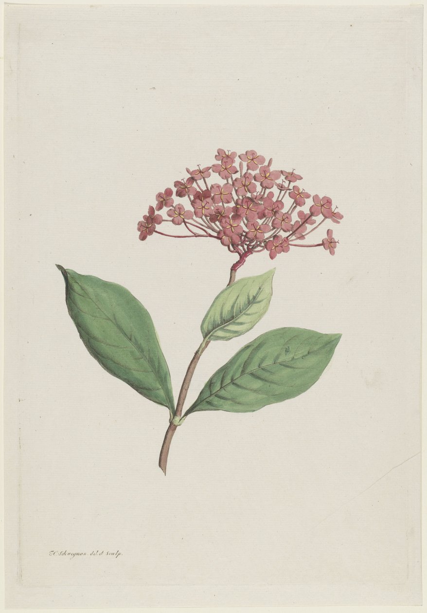 Påfågelkörsbär (Ixora coccinea) av Hendrik Schwegman