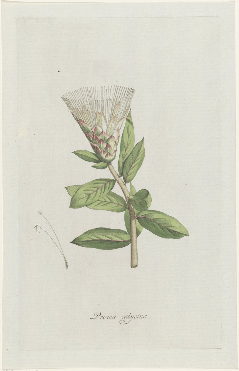 Protea Protea calycina (titel på objekt) av Hendrik Schwegman