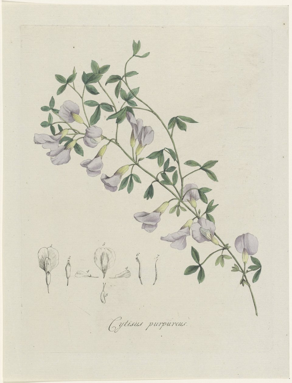 En lila braxen Purple Cytisus (titel på objekt) av Hendrik Schwegman