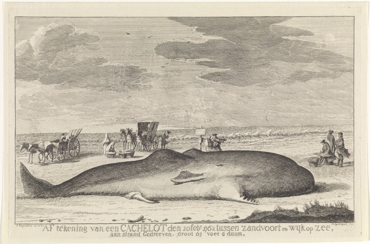 spolade kaskelot Avskrivning från en cachelott den 20 februari 1762 mellan Zandvoort och Wyk op Zee, körd på en strand, stor 61 fot 6 duum. (titel på objekt) av Hendrik Spilman