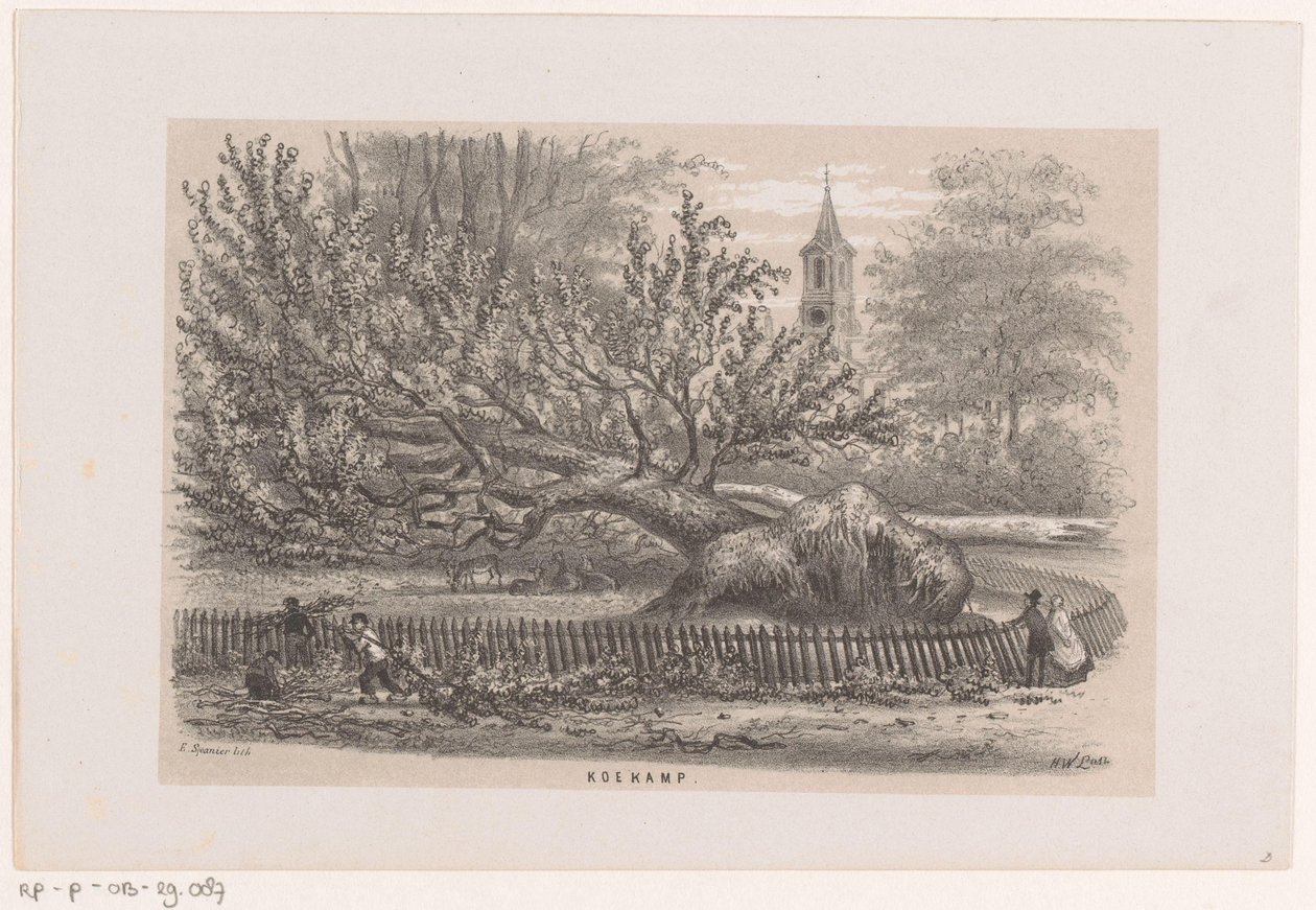 Fallet träd nära Koekamp, ​​​​efter stormen den 28 maj 1860 Koekamp (titel på objekt) Album med tio litograferade skisser, föreställande Toneelen van de Verwoesting, påverkad av stormen den 28 maj 1860 i 
