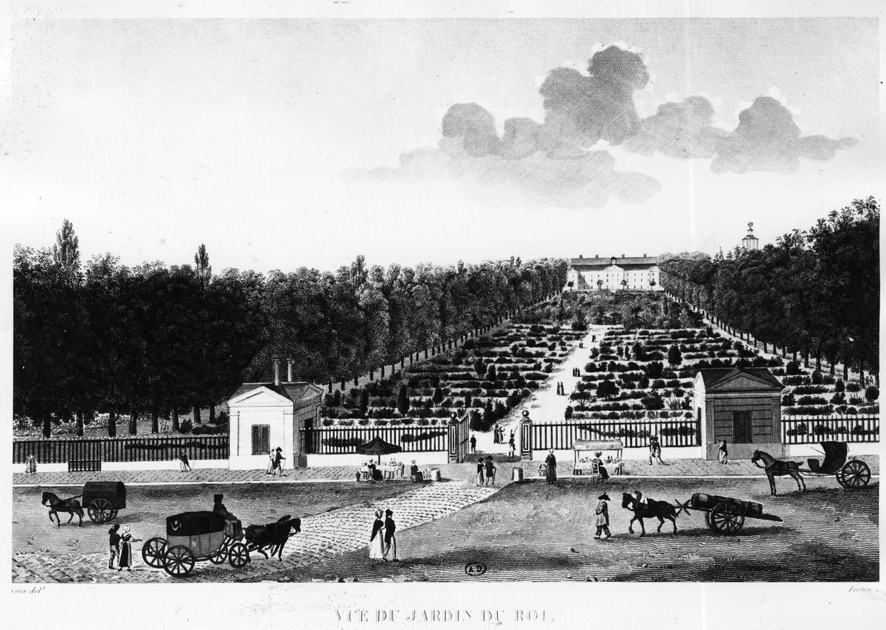 Vy över kungens trädgård: Jardin des Plantes i Paris - gravyr av Courvoisier av Henri Courvoisier Voisin