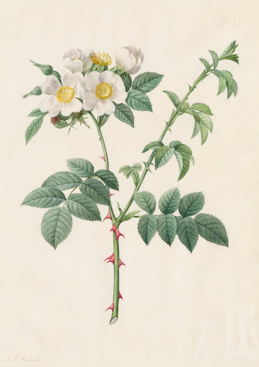Brier Bush Rose eller Dog Rose Rosa Leucantha, 1817-1824. av Pierre Joseph Redouté
