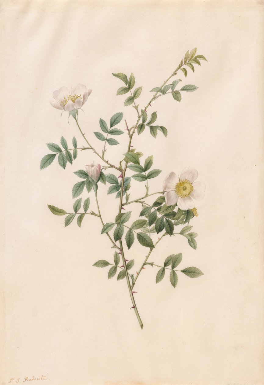 Brier Bush Rose eller Dog Rose Rosa Sepium Rosea, 1817-1824. av Pierre Joseph Redouté