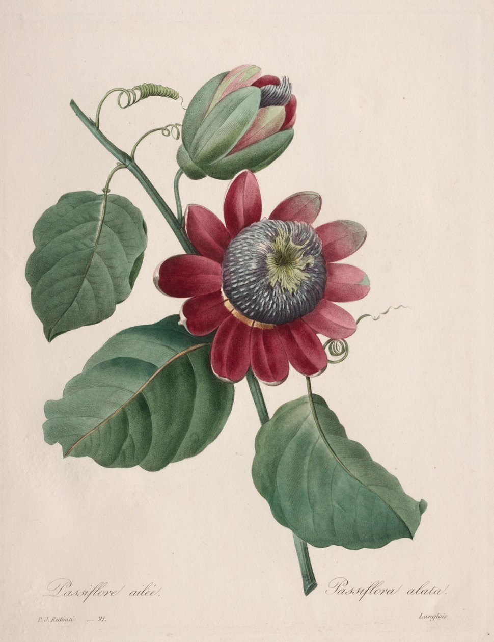 Val av de vackraste blommorna... vackraste frukterna: Passiflore ailee, 1827. av Pierre Joseph Redouté