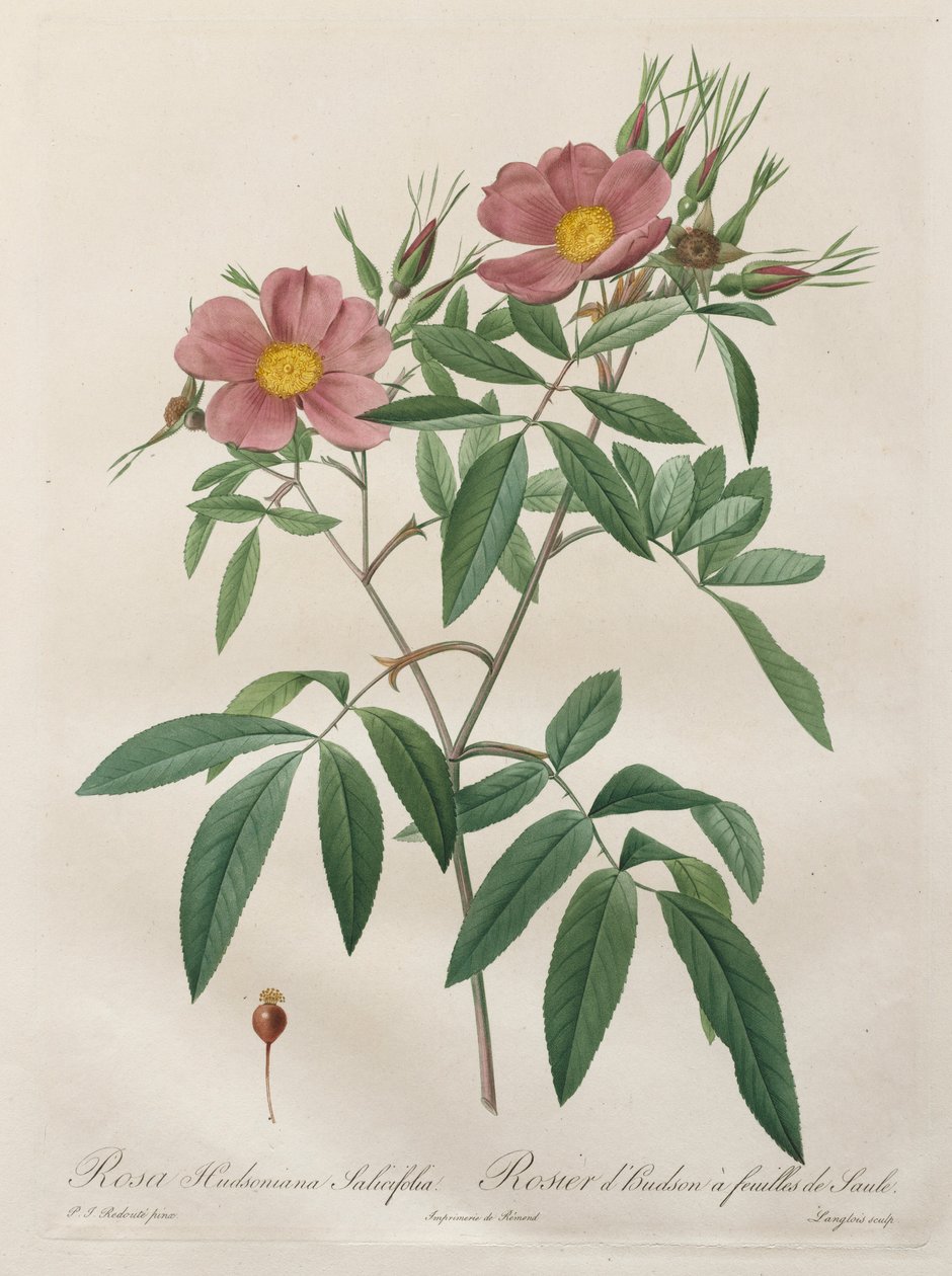 Rosorna: Rosa Hudsoniana Salicifolia, 1817-1824. av Pierre Joseph Redouté