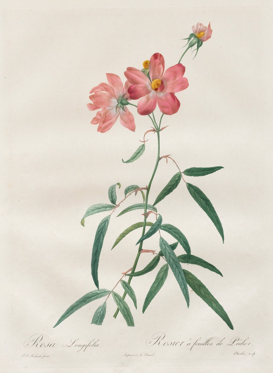 Rosorna: Rosa Longifolia, 1817-1824. av Pierre Joseph Redouté