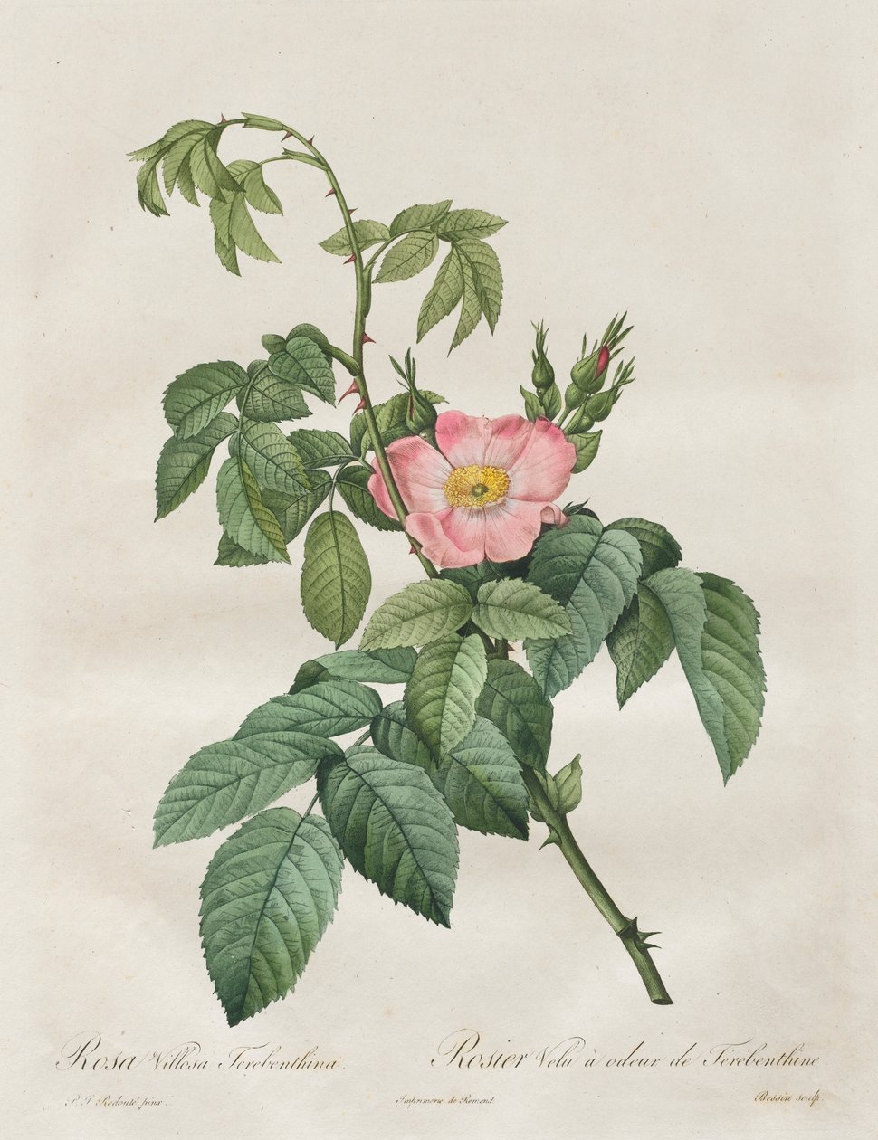 Rosorna: Rosa Villosa Terebenthina, 1817-1824. av Pierre Joseph Redouté