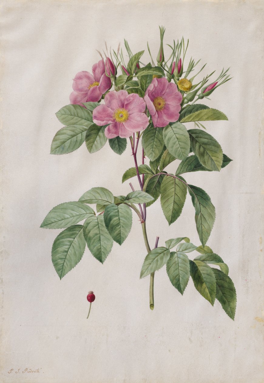 Betesros Rosa Carolina Corymbosa, 1817-1824. av Pierre Joseph Redouté