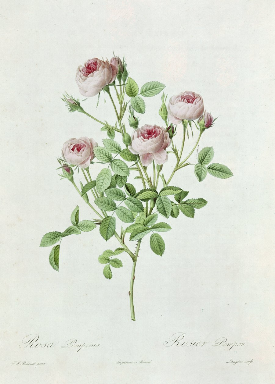 Rosa Pomponia, från 