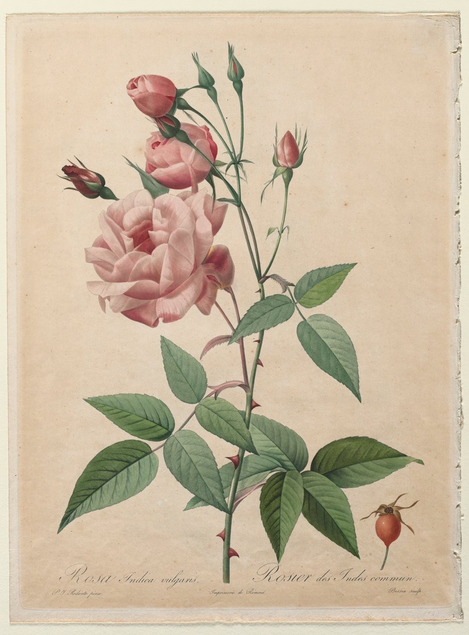 Rosorna: Kina eller Bengalrosen, 1817-1824. av Pierre Joseph Redouté