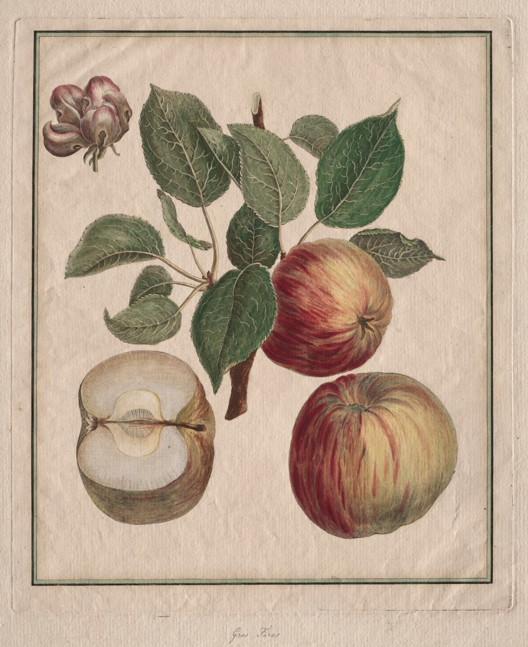 Äpple med löv och fruktblommor, 1768. av Henri Louis Duhamel du Monceau