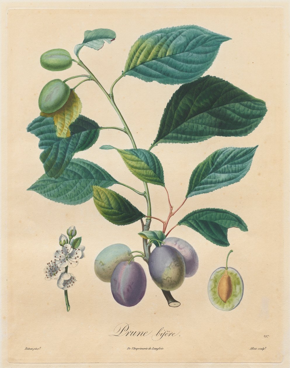 Avhandling om fruktträd: Prune bifère, 1808-1835. av Henri Louis Duhamel du Monceau