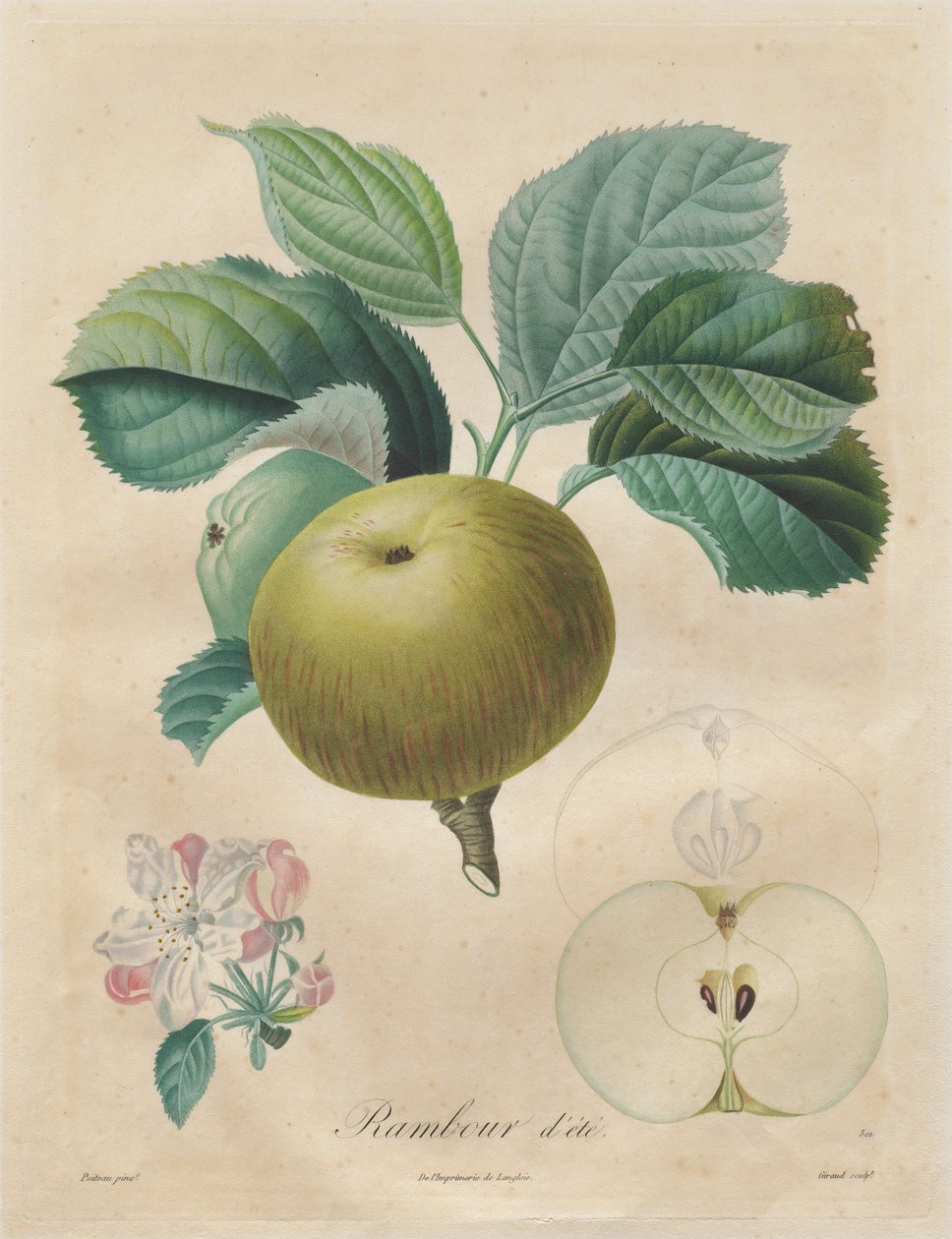 Avhandling om fruktträd: Summer Rambour av Henri Louis Duhamel du Monceau