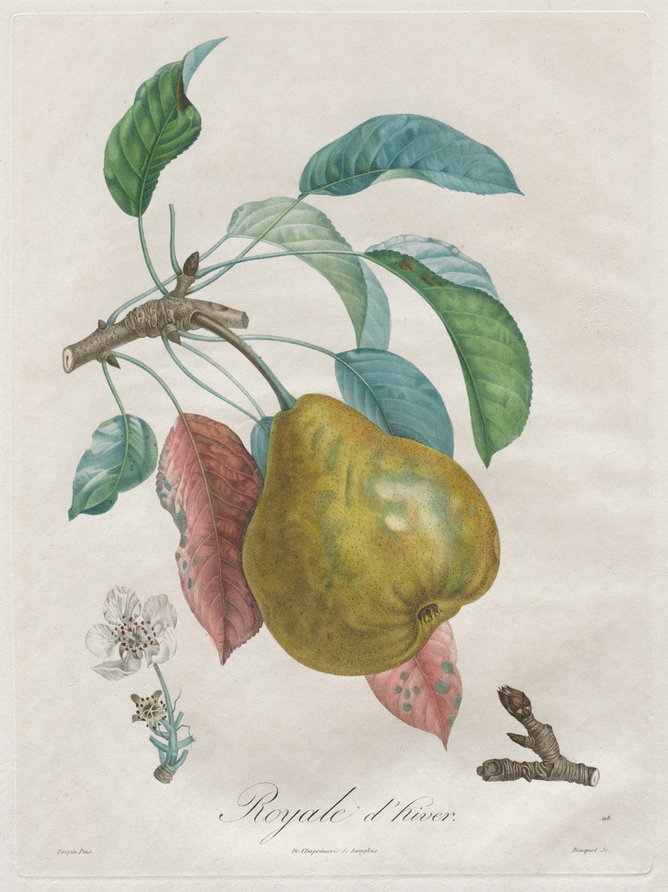 Avhandling om fruktträd: Winter Royal av Henri Louis Duhamel du Monceau