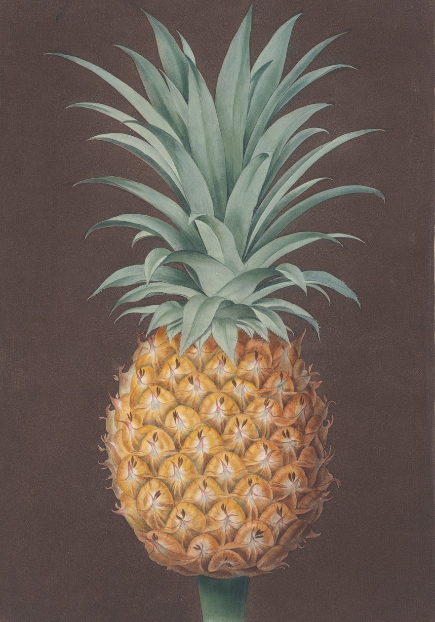 Den slätbladiga gröna antiguafuren, 1807. av Henri Merke