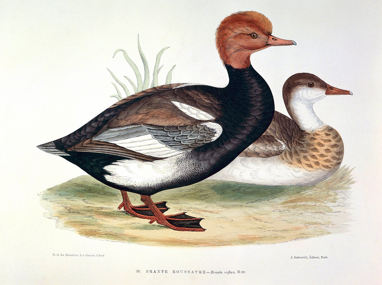 Representation av en Redhead Duck Plate av H. Blanchere av Henri de la Blanchere