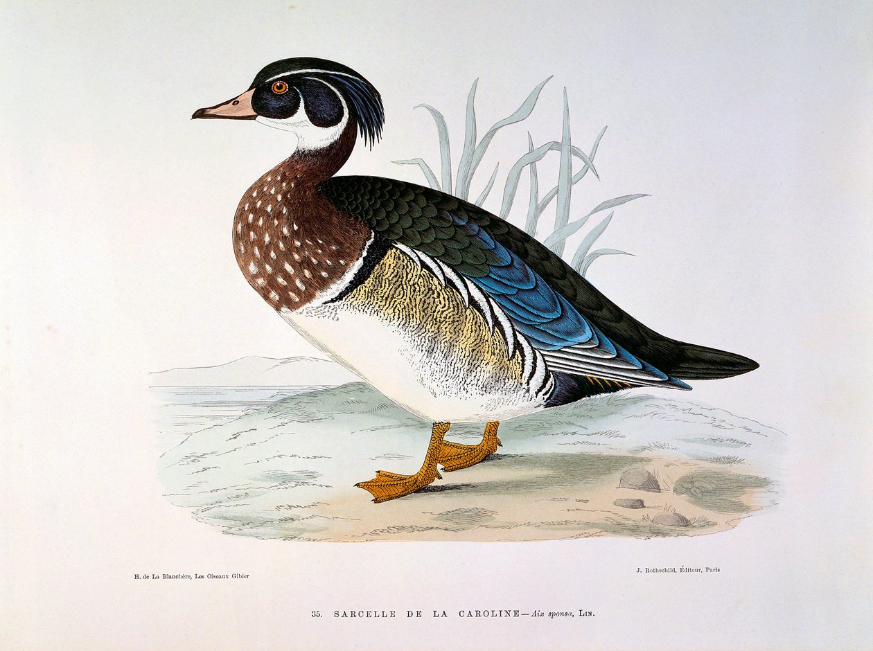 Representation av en krickanka av Caroline Plate av H. Blanchere av Henri de la Blanchere