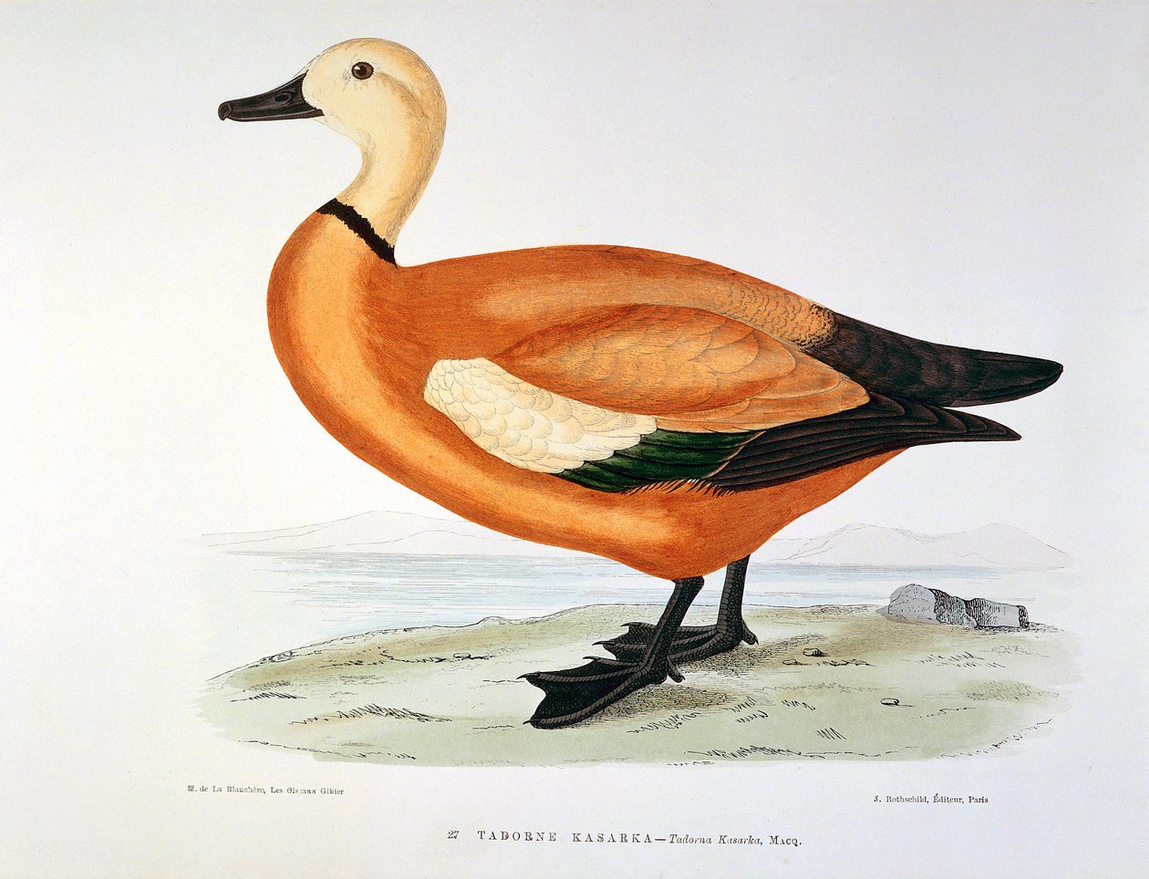 Representation av en anka tadorne kasarka Planche av H. Blanchere av Henri de la Blanchere