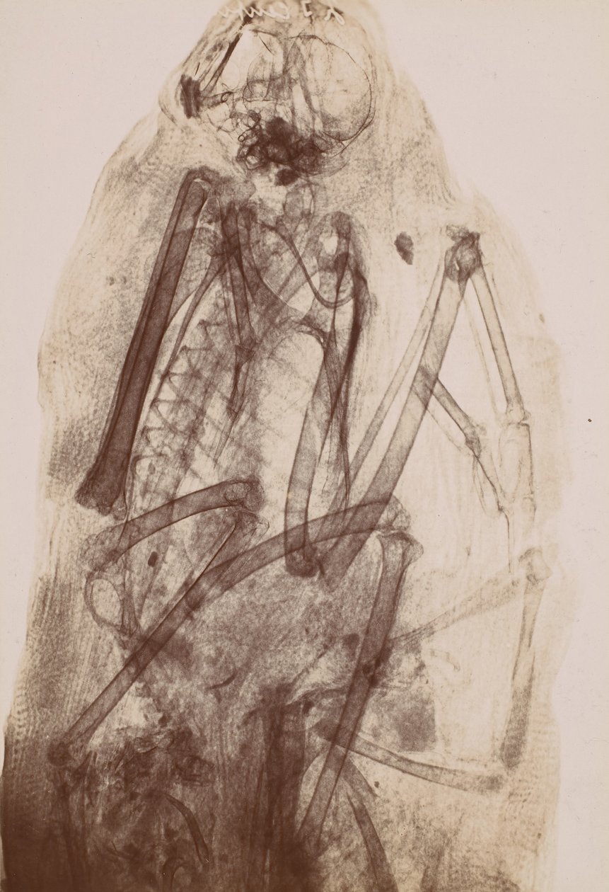 [Röntgen av en rovfågsmummi], 1896. av Henri van Heurck