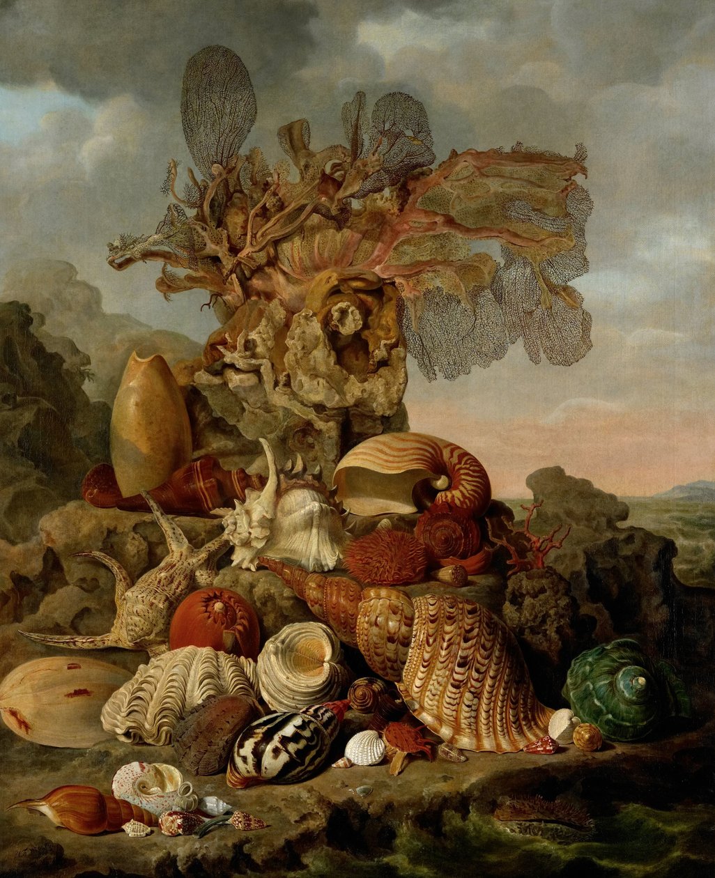 Skal och marina växter av Henricus Franciscus Wiertz