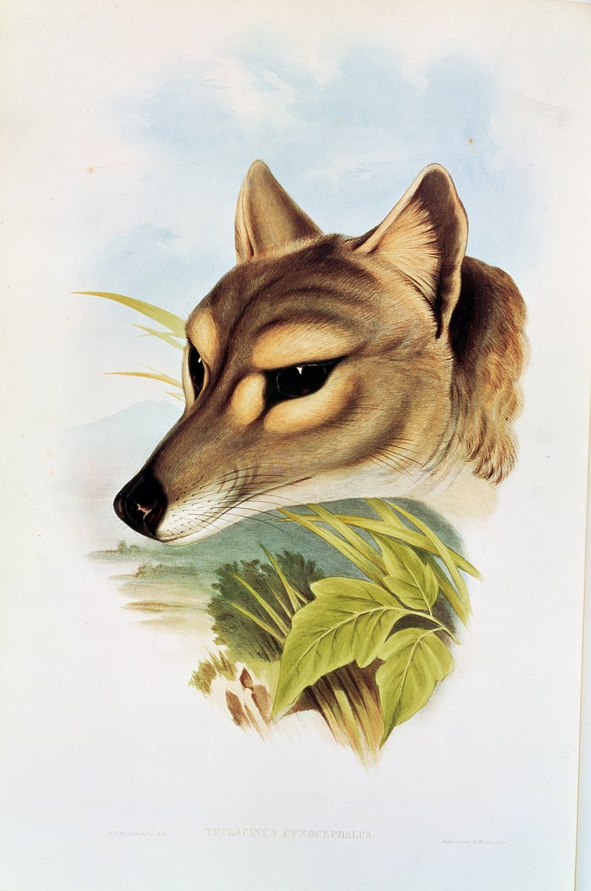 Tasmansk varg eller tiger (thylacinus cynocephalus) av Henry Constantine Richter