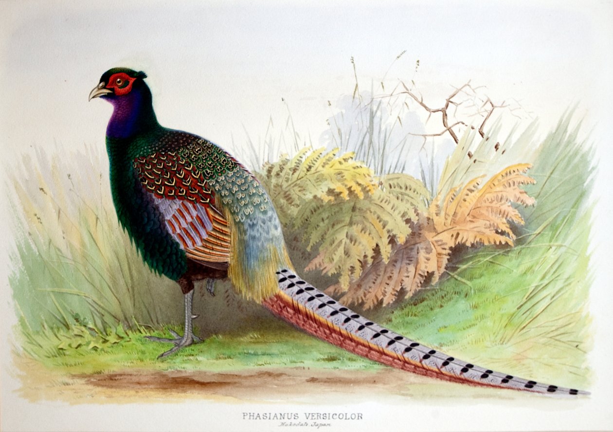 Phasianus Versicolor, ca 1896-1921 av Henry Jones