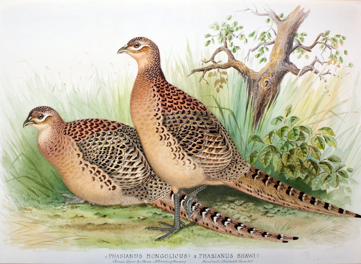 Phasianus mongolicus och Phasianus shawi, 1906-7 av Henry Jones
