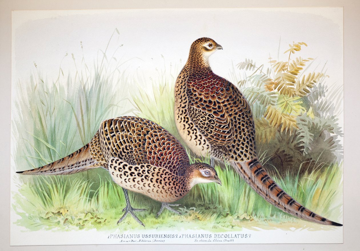 Phasianus ussuriensis och Phasianus delocllatus, 1906-7 av Henry Jones