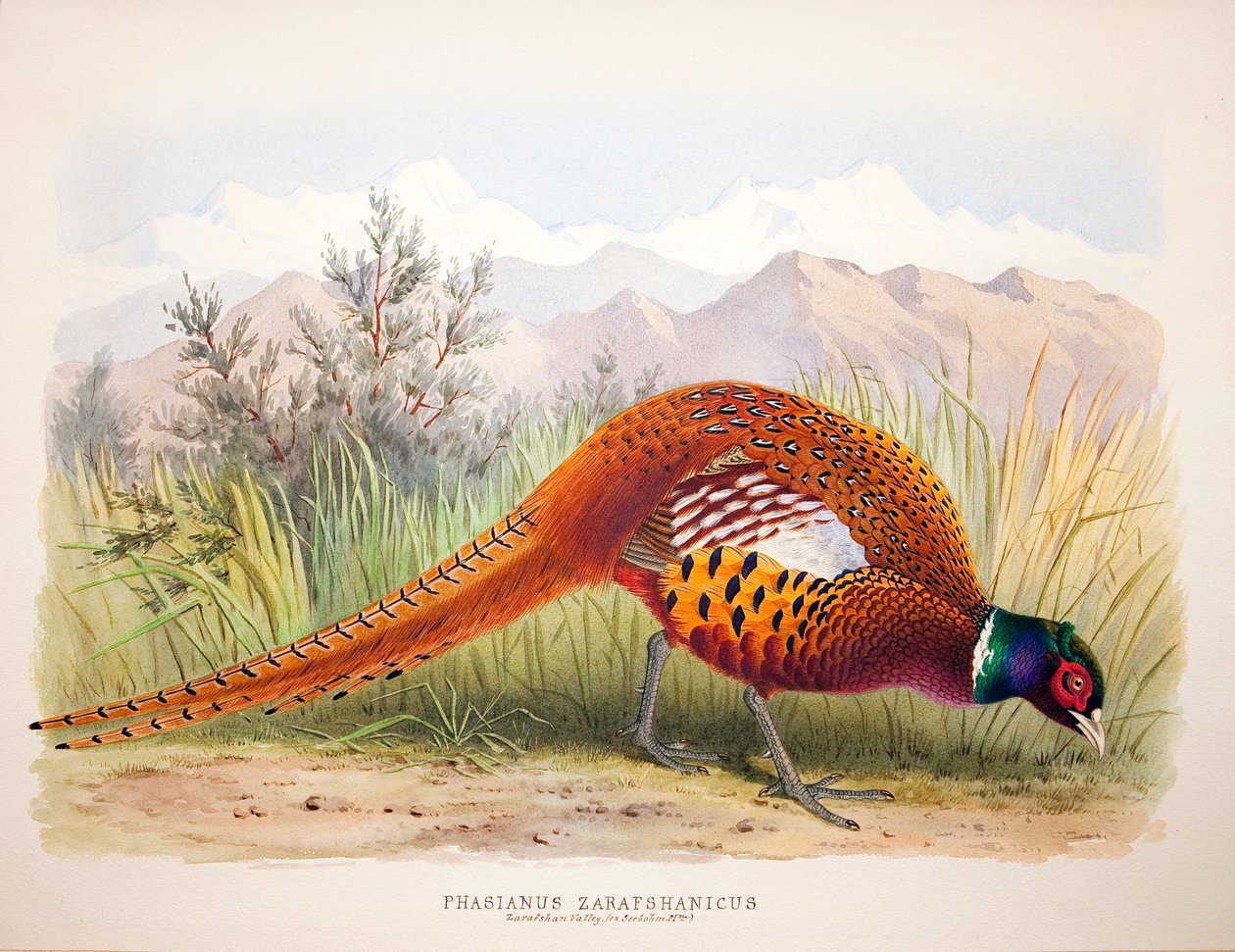 Phasianus zarafshanicus, ca 1896-1921 av Henry Jones