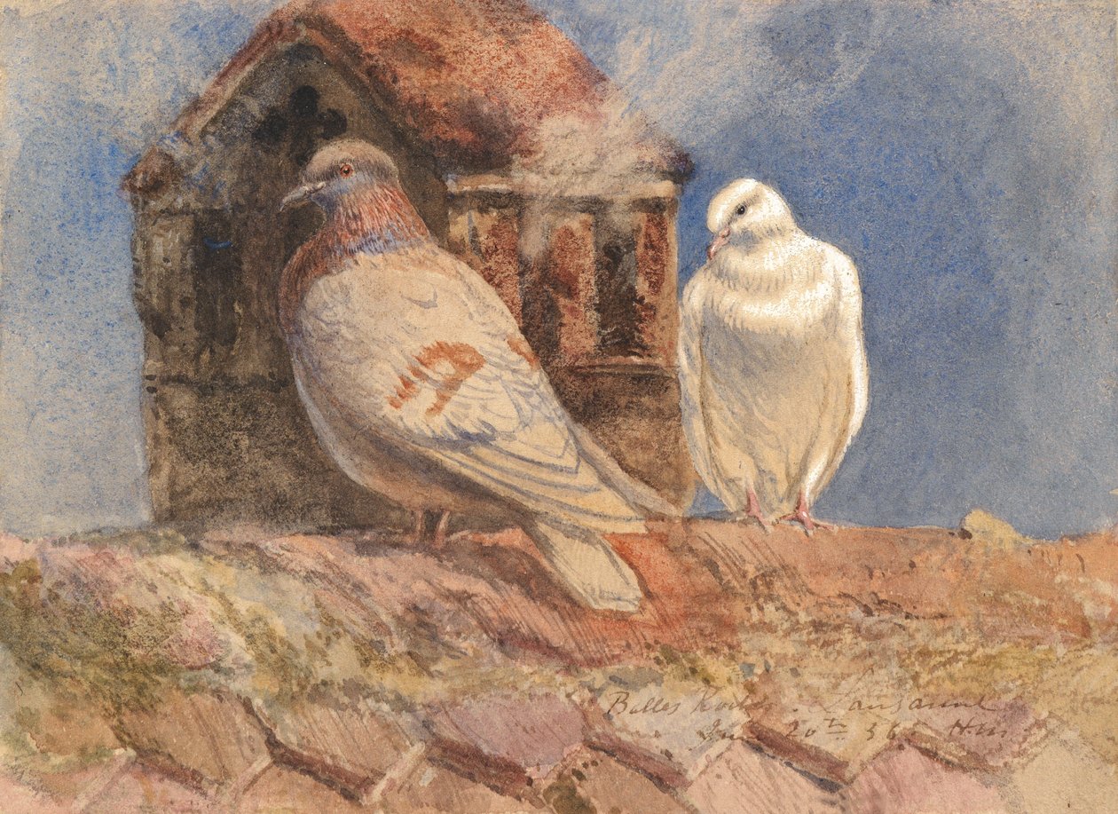 Duvor som vilar på ett tak, Belles Roches, Lausanne, 1856 (wc, penna, penna och brunt bläck förhöjt med vitt på papper) av Henry Moore